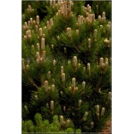 Pinus heldreichii Compact Gem - Pinus leucodermis Compact Gem - Sosna bośniacka Compact Gem szczep. bryła _125-150cm xxxy