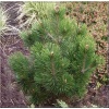 Pinus heldreichii Little Dracula - Pinus leucodermis Little Dracula - Sosna bośniacka Little Dracula FOTO