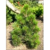 Pinus heldreichii Malinki - Pinus leucodermis Malinki - Sosna bośniacka Malinki FOTO