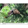 Pinus heldreichii Satellit - Pinus leucodermis Satellit - Sosna bośniacka Satellit FOTO