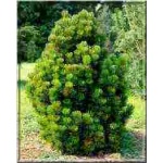 Pinus heldreichii Satellit - Pinus leucodermis Satellit - Sosna bośniacka Satellit bryła _120-140cm