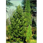 Pinus heldreichii Satellit - Pinus leucodermis Satellit - Sosna bośniacka Satellit bryła _120-140cm