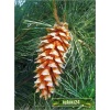 Pinus monticola Ammerland - Sosna zachodnia Ammerland FOTO