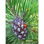 Pinus mugo Gnom - Sosna górska Gnom - Kosodrzewina Gnom FOTO