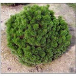 Pinus mugo Gnom - Sosna górska Gnom - Kosodrzewina Gnom FOTO