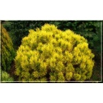 Pinus mugo Golden Glow - Sosna górska Golden Glow FOTO