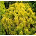 Pinus mugo Golden Glow - Sosna górska Golden Glow FOTO