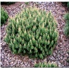 Pinus mugo Humpy - Sosna górska Humpy - Kosodrzewina Humpy FOTO