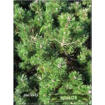 Pinus mugo Humpy - Sosna górska Humpy - Kosodrzewina Humpy PA FOTO 