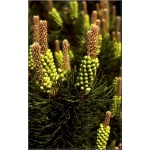 Pinus mugo March - Sosna górska March FOTO