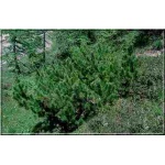 Pinus mugo Montana - Sosna górska Montana - Kosodrzewina Montana FOTO