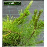 Pinus mugo Montana - Sosna górska Montana - Kosodrzewina Montana FOTO