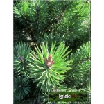 Pinus mugo Mops - Sosna górska Mops - Kosodrzewina Mops bryła 60-80cm 