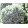 Pinus mugo Mops - Sosna górska Mops - Kosodrzewina Mops FOTO