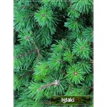 Pinus mugo Mops - Sosna górska Mops - Kosodrzewina Mops bryła 60-80cm 