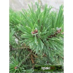 Pinus mugo Mops - Sosna górska Mops - Kosodrzewina Mops FOTO
