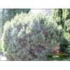 Pinus mugo Mops - Sosna górska Mops - Kosodrzewina Mops bryła 80-100cm xxxy