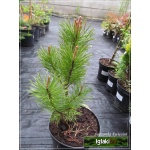 Pinus mugo mughus - Sosna górska mughus - Kosodrzewina mughus FOTO