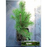 Pinus mugo mughus - Sosna górska mughus - Kosodrzewina mughus FOTO
