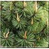 Pinus mugo Mumpitz - Sosna górska Mumpitz FOTO