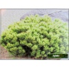 Pinus mugo Ophir - Sosna górska Ophir - Kosodrzewina Ophir FOTO
