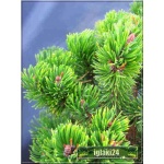 Pinus mugo Picobello - Sosna górska Picobello - Kosodrzewina Picobello PA FOTO