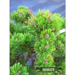 Pinus mugo Picobello - Sosna górska Picobello - Kosodrzewina Picobello PA FOTO