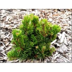 Pinus mugo Picobello - Sosna górska Picobello - Kosodrzewina Picobello FOTO