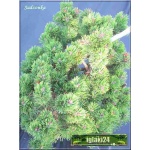 Pinus mugo Picobello - Sosna górska Picobello - Kosodrzewina Picobello FOTO