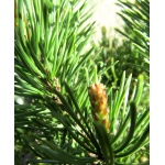 Pinus mugo pumilio - Sosna Górska Pumilio - Kosodrzewina Pumilio FOTO
