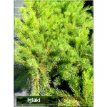 Pinus mugo pumilio - Sosna Górska Pumilio - Kosodrzewina Pumilio FOTO