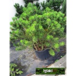 Pinus mugo - Sosna górska - Kosodrzewina Mugo FOTO