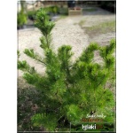 Pinus mugo - Sosna górska - Kosodrzewina Mugo FOTO