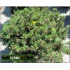 Pinus mugo Trompenburg - Sosna górska Trompenburg FOTO 