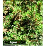 Pinus mugo Trompenburg - Sosna górska Trompenburg FOTO 