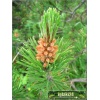 Pinus mugo Uncinata - Sosna górska Hakowata - Kosodrzewina Hakowata FOTO