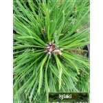 Pinus mugo Varella - Sosna górska Varella - Kosodrzewina Varella FOTO