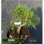 Pinus mugo Varella - Sosna górska Varella - Kosodrzewina Varella FOTO