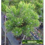 Pinus mugo Winter Gold - Sosna górska Winter Gold - Kosodrzewina Winter Gold PA 70-80cm bryła 70-80cm