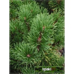 Pinus mugo Winter Gold - Sosna górska Winter Gold - Kosodrzewina Winter Gold FOTO