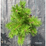 Pinus mugo Winter Gold - Sosna górska Winter Gold - Kosodrzewina Winter Gold FOTO