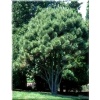 Pinus nigra Globosa - Sosna czarna Globosa szczep. FOTO