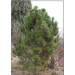 Pinus nigra Globosa - Sosna czarna Globosa szczep. FOTO