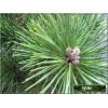 Pinus nigra Globosa - Sosna czarna Globosa PA FOTO