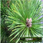Pinus nigra Globosa - Sosna czarna Globosa PA FOTO