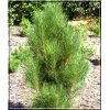 Pinus nigra Green Rocket - Sosna czarna Green Rocket FOTO