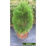 Pinus nigra Green Tower - Sosna czarna Green Tower FOTO