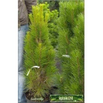 Pinus nigra Green Tower - Sosna czarna Green Tower FOTO