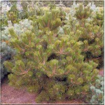 Pinus nigra Jeddeloh - Sosna czarna Jeddeloh FOTO