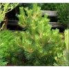 Pinus nigra Nana - Sosna czarna Nana szczep. FOTO